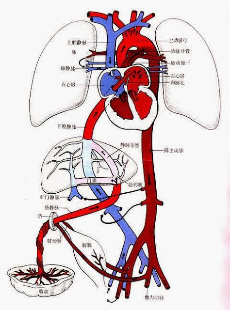 臍靜脈充氧血|【一圖讀懂】胎兒血液循環模式圖